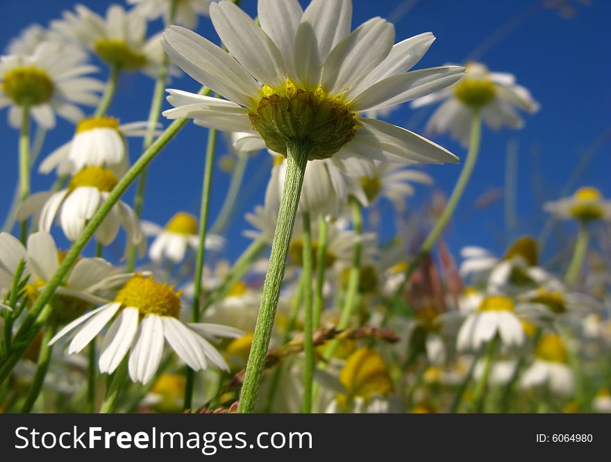 Flowers of  camomile field on  background of  blue sky
