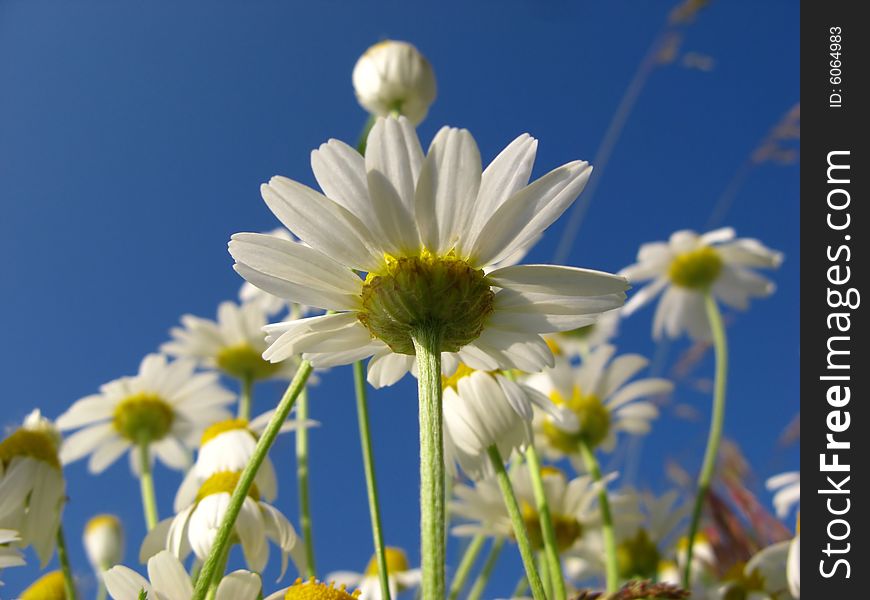 Flowers of  camomile field on  background of  blue sky