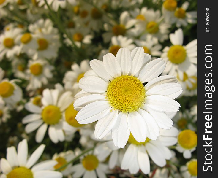 Dismissed flowers of  field camomile, spring day