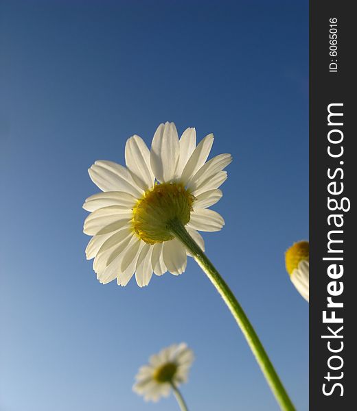 Flower of camomile field on background of blue sky