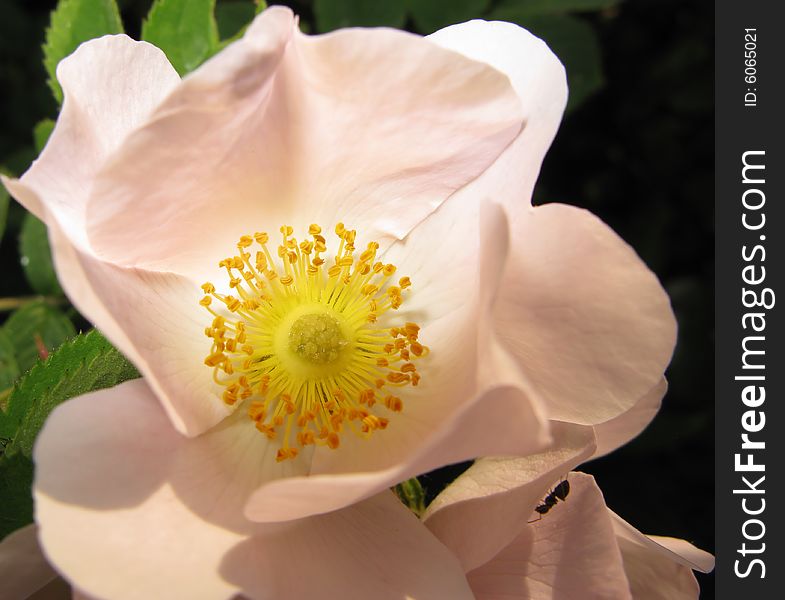 Dismissed flower of  rose of  dogrose, spring day