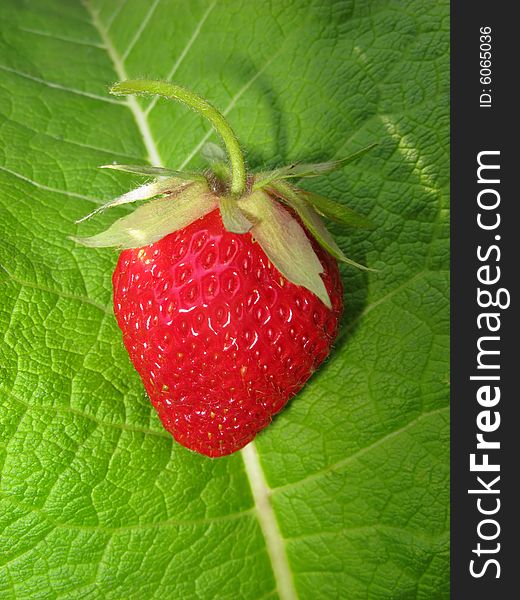 Red color  berry of  strawberry on  green background of foliage