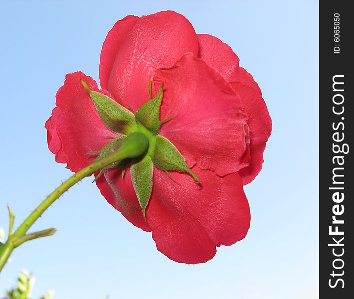 Pink color  flower of  rose on  background of  blue sky