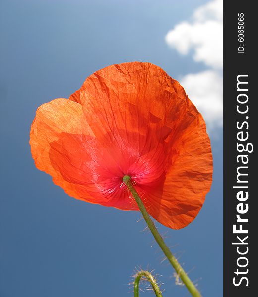 Flower of  red poppy on  background of  blue sky