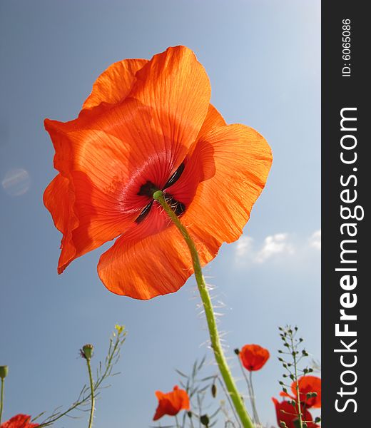 Flower of  red poppy on  background of  blue sky