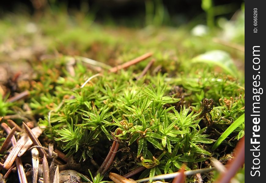 A closeup of moss surrounded by dry pine-needles, excellent as a fairy setting. A closeup of moss surrounded by dry pine-needles, excellent as a fairy setting