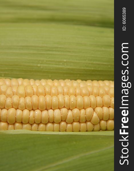 Close up on corn on the cob with additionally ears of corn in the background. Close up on corn on the cob with additionally ears of corn in the background.