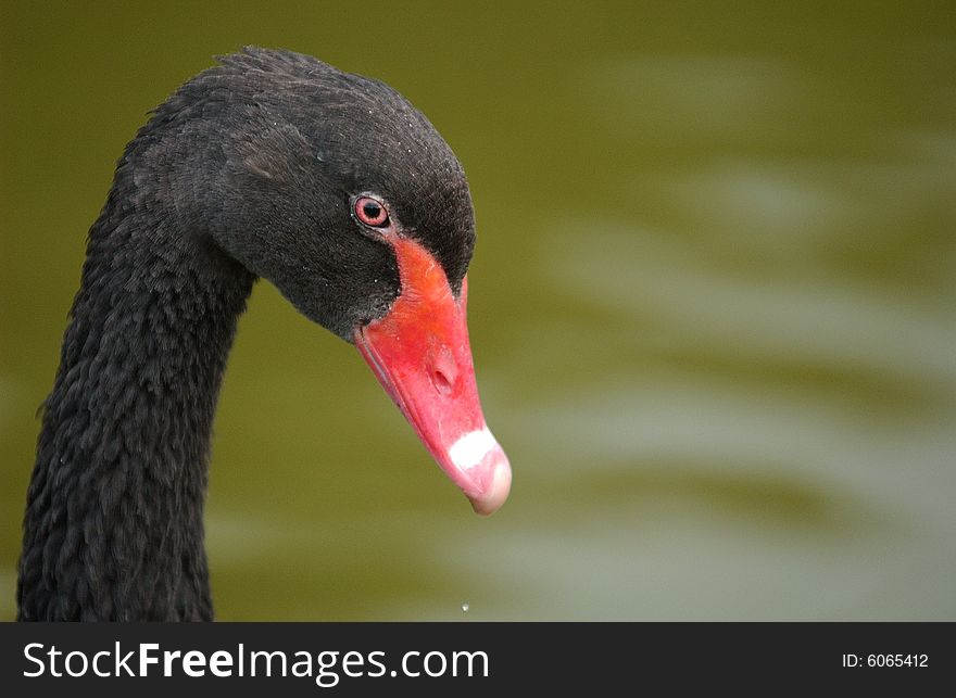 A  Portrait from a young swan in the Zoo