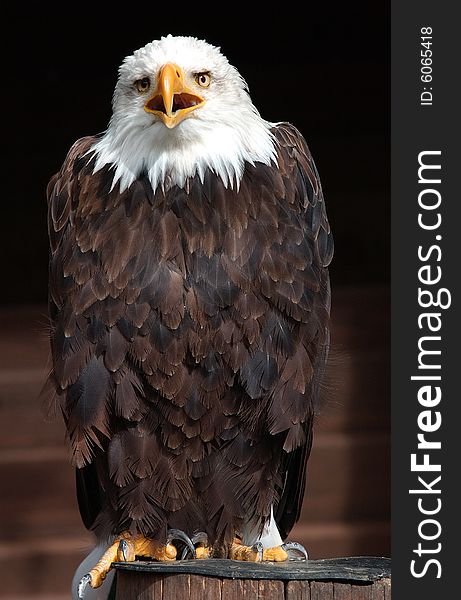 White Head Eagle Haliaeetus Leucocephalus)