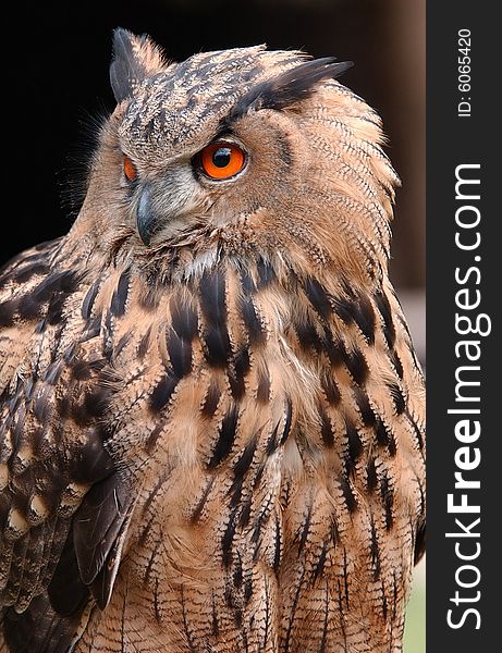 A young Eagle owl with eyes as red stars