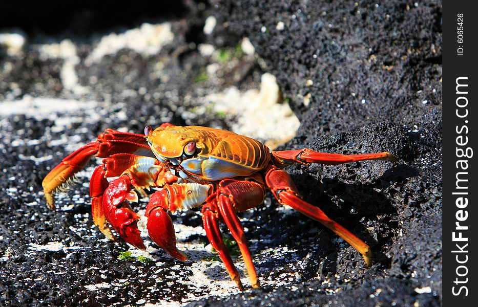 A Sally Lightfoot Crab on the volcanic rocks of the Galapagos Islands