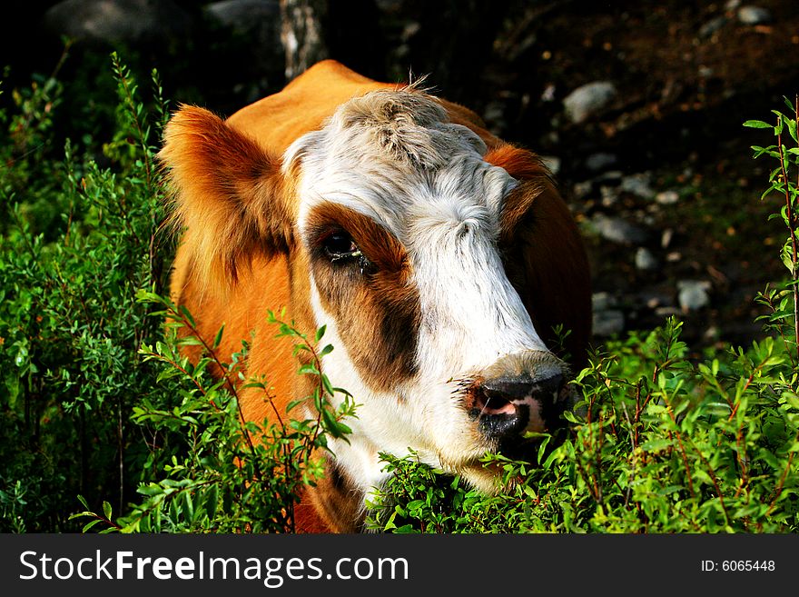 The cow  at the meadow of sinkiang china ..