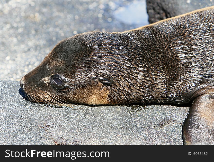Young Sea Lion