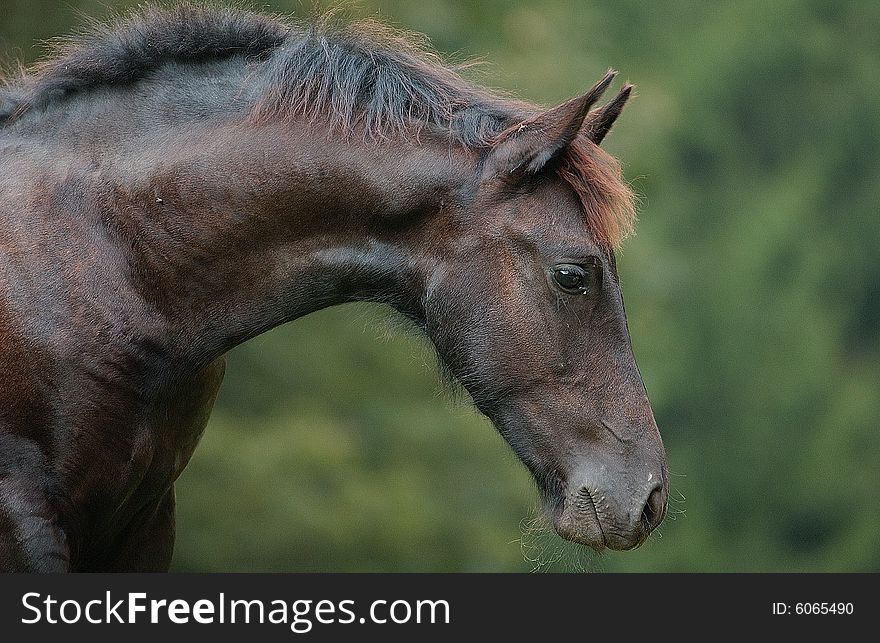 A portrait of friesish young stallion with a very nice expression. A portrait of friesish young stallion with a very nice expression