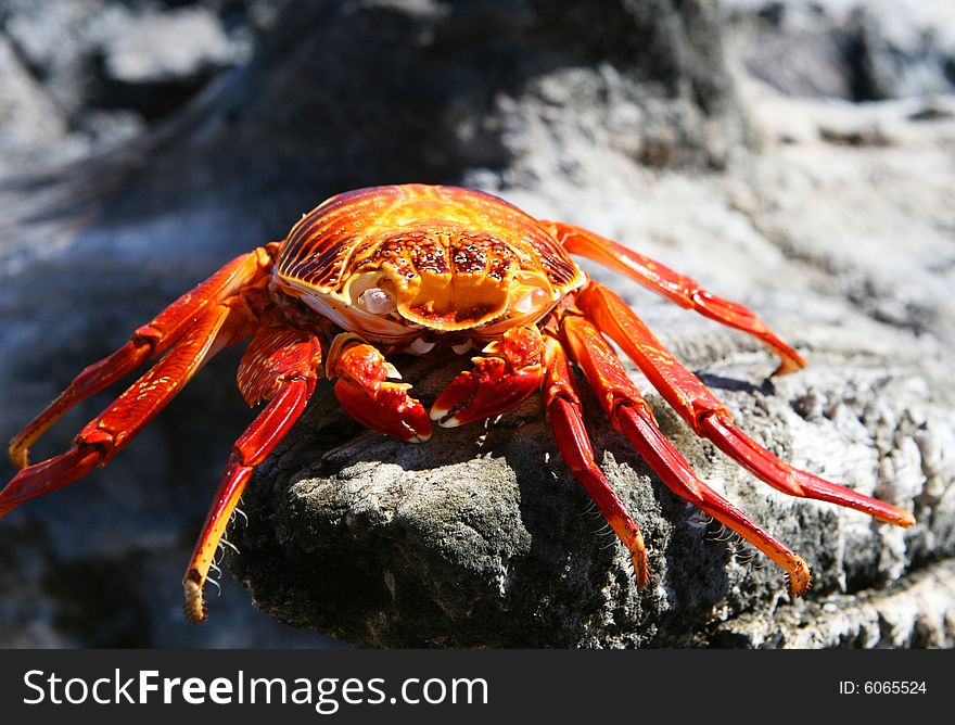 The remains of a Sally Lightfoot Crab. The remains of a Sally Lightfoot Crab