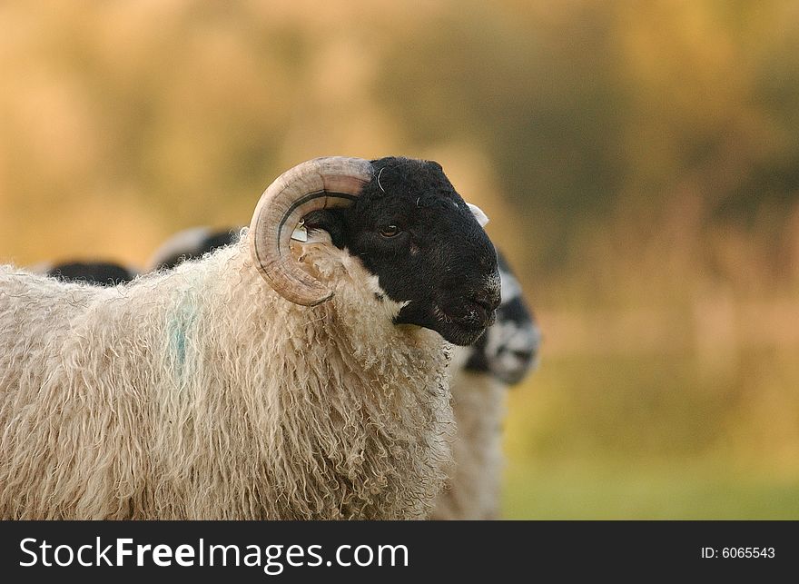 A  female sheep of herd of scottish blackface breeding. A  female sheep of herd of scottish blackface breeding