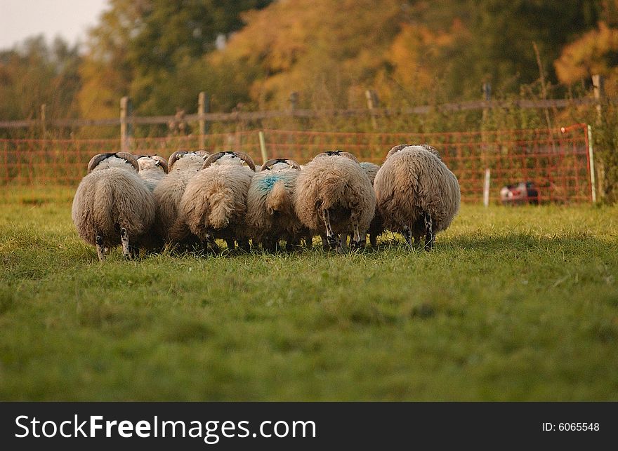 A Portrait of a scottish blackface herd