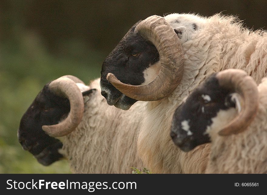 A Portrait of a scottish blackface herd