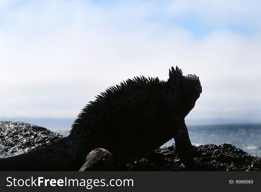 Marine Iguana Silhouette