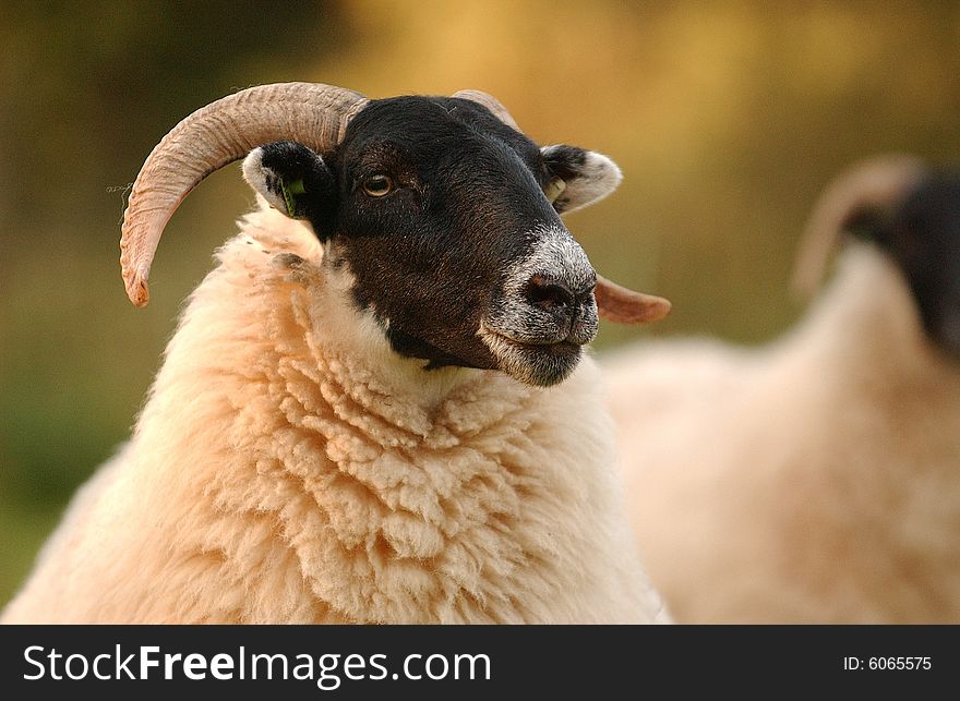 Sheep - Scottish blackface