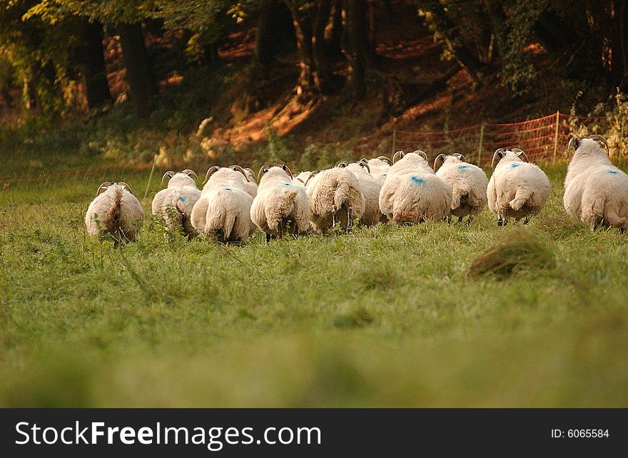 A herd of shepp scottish blackface breeding. A herd of shepp scottish blackface breeding