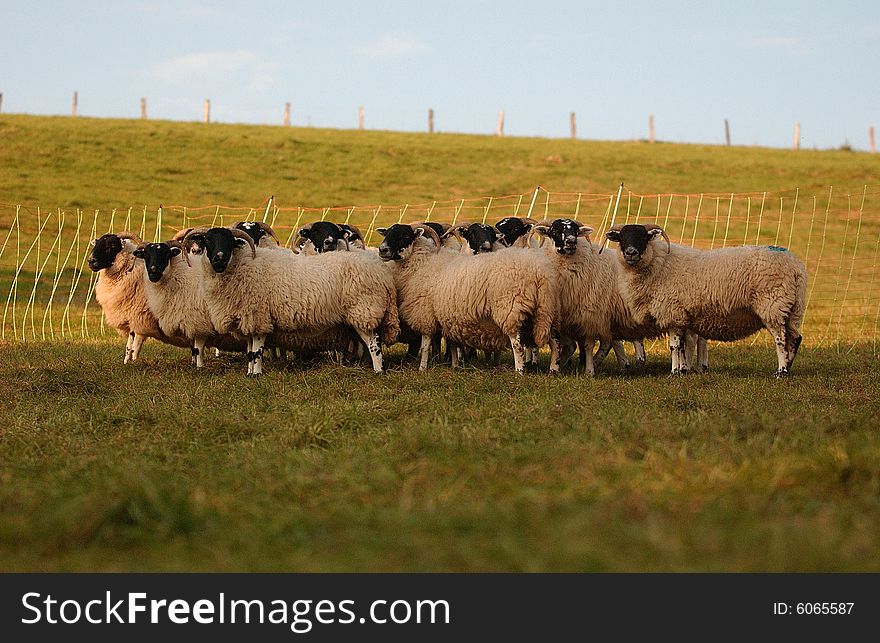 A herd of shepp scottish blackface breeding. A herd of shepp scottish blackface breeding
