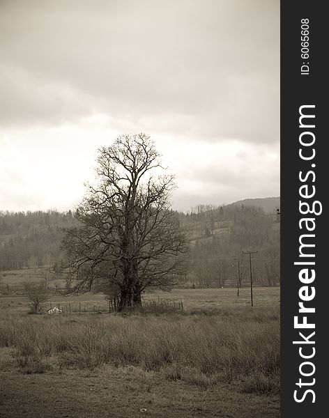 Landscape, two trees in mountain background