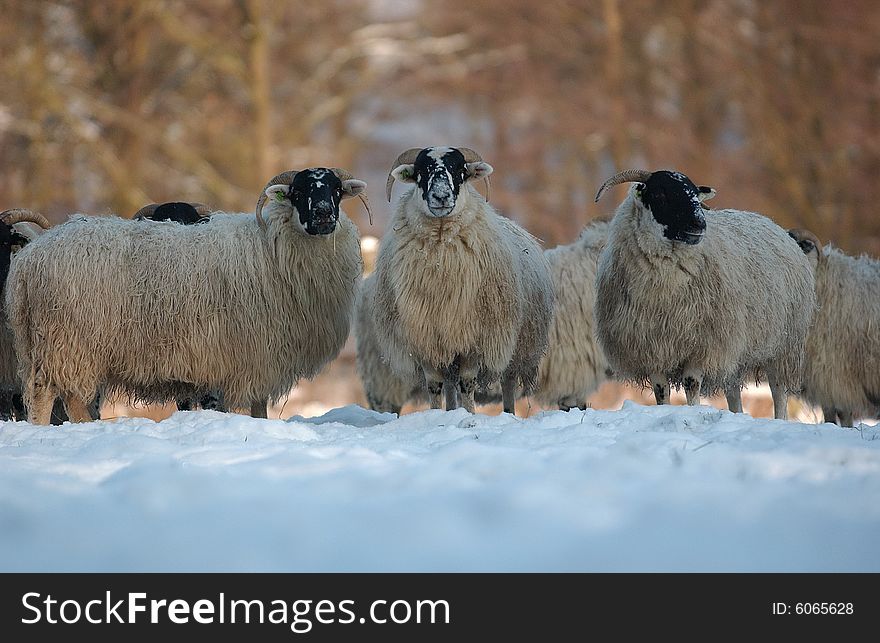 Sheep (SCOTTISH BLACK FACE)