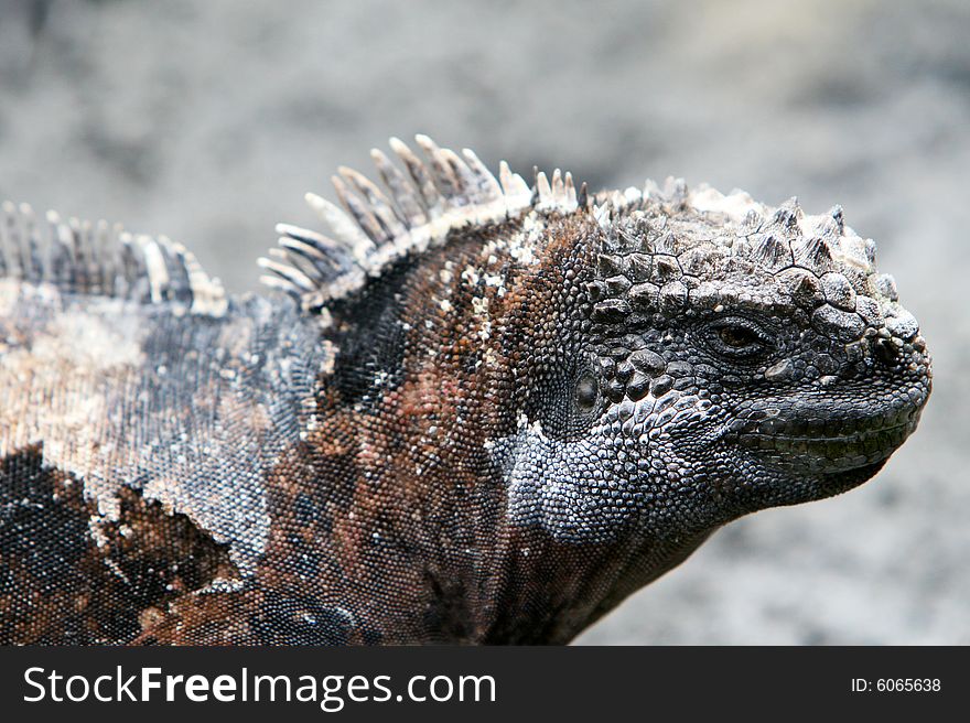 Close Up Marine Iguana showing great detail in the face and skin of the animal