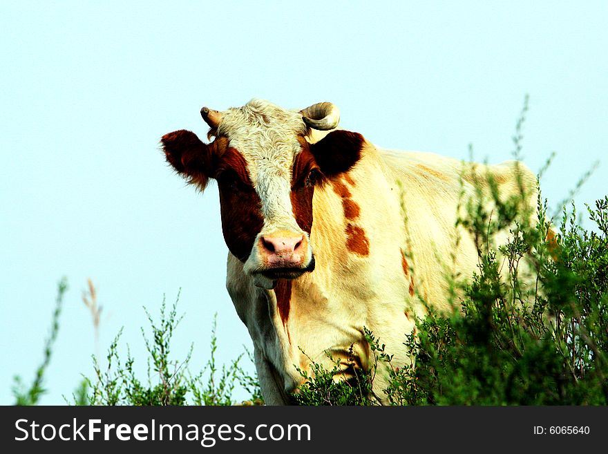 The cow  at the meadow of sinkiang china ..