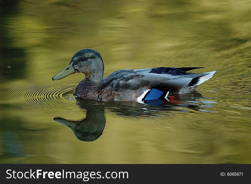 A young Duck in a really nice lake