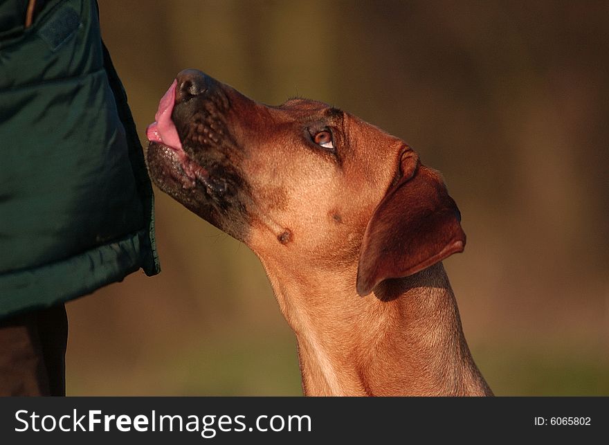 A Rhodesian Ridgeback female asks for a goody