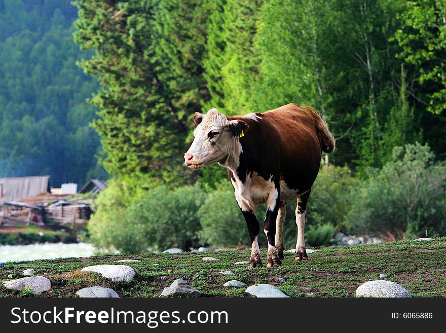 The cow  at the meadow of sinkiang china ..