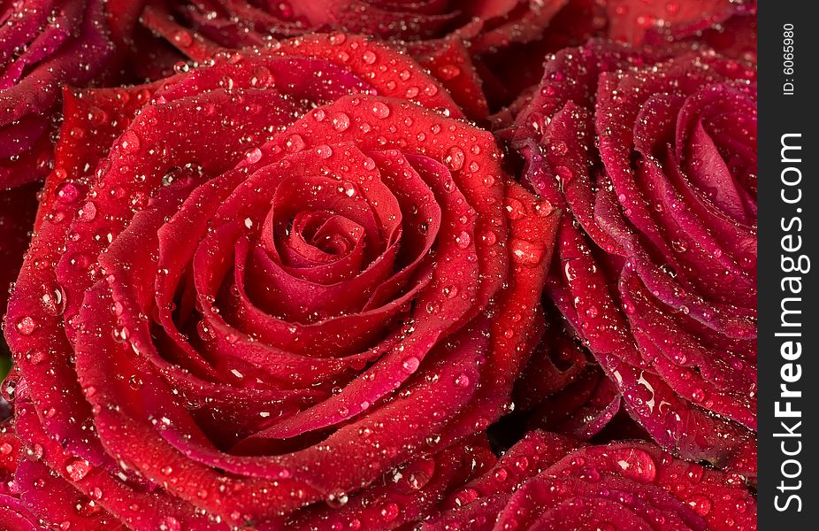 A beautiful red rose for backgrounds