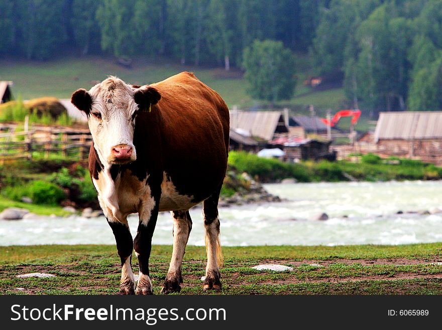 The cow  at the meadow of sinkiang china ..