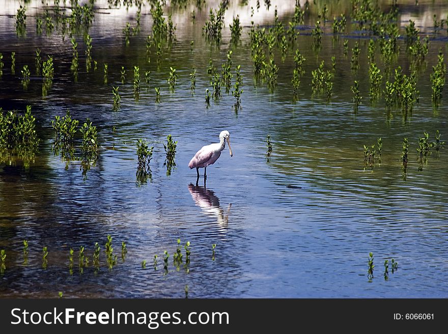 Florida Spoonbill Crane looking for dinner.