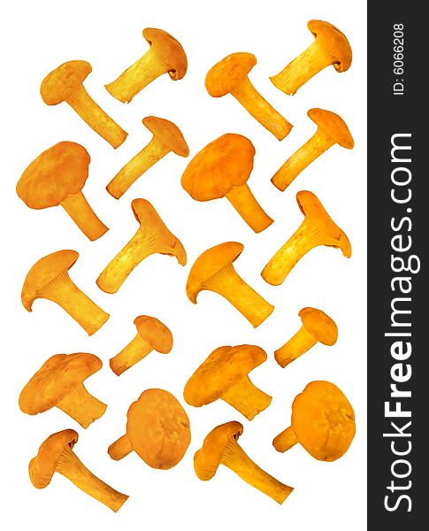 Chanterelles, white background, ornamental pattern