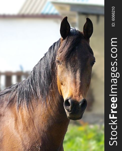 Horse looking directly at the camera. Horse looking directly at the camera