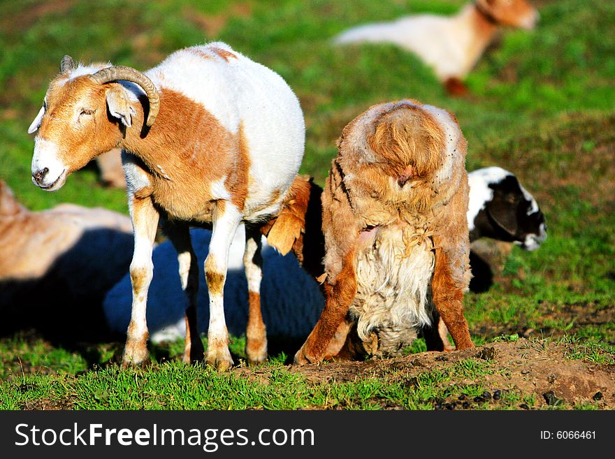 The sheep at the meadow of sinkiang china ..