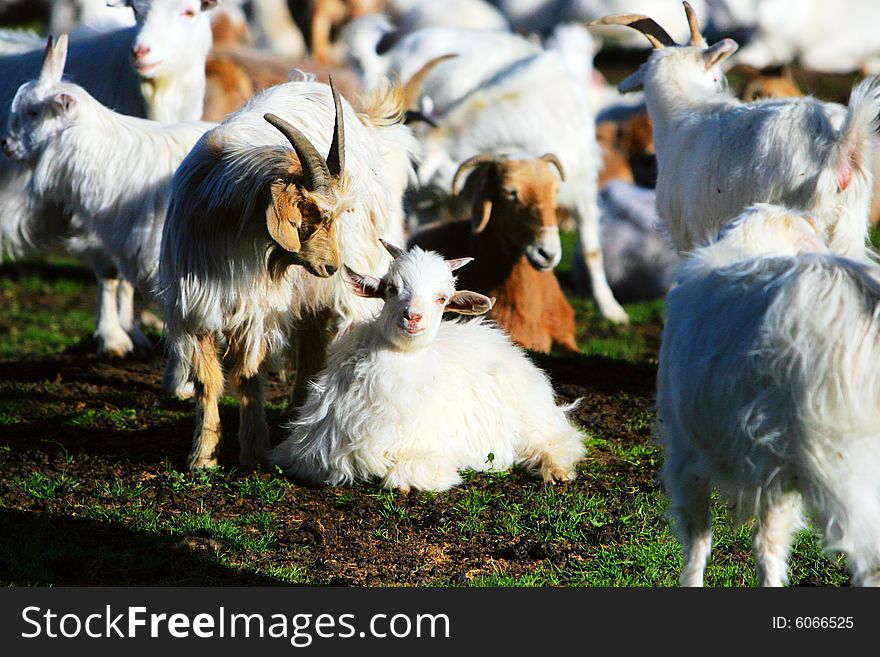 The sheep at the meadow of sinkiang china ..