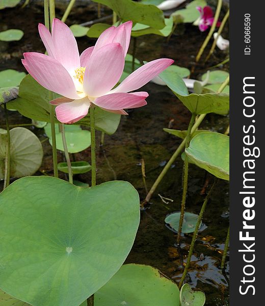 Beautiful wild lotus in swamp