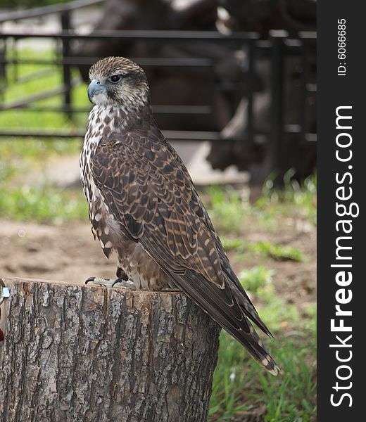 Bird of prey in the park. Bird of prey in the park