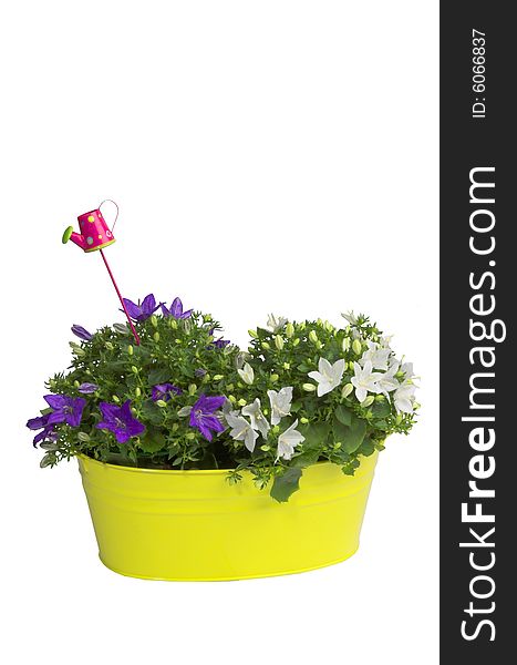 Gentle spring flowers in a basket