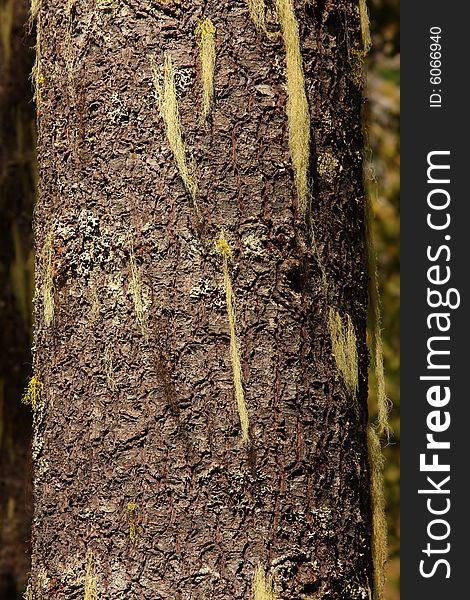 Methuselah's Beard Lichen
