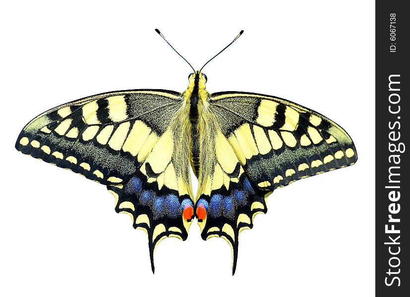 Beautiful butterfly on the white background