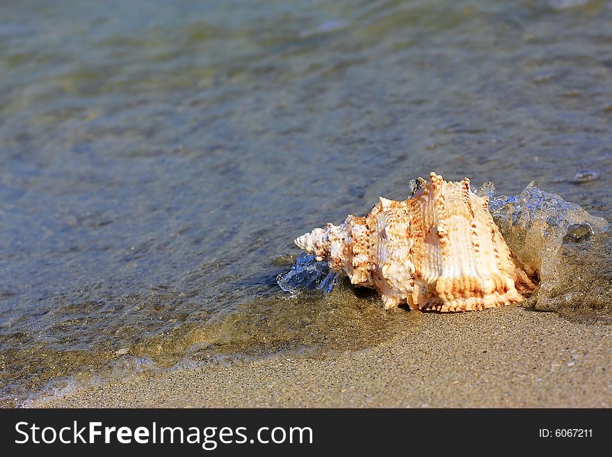 Seashell at the seashore