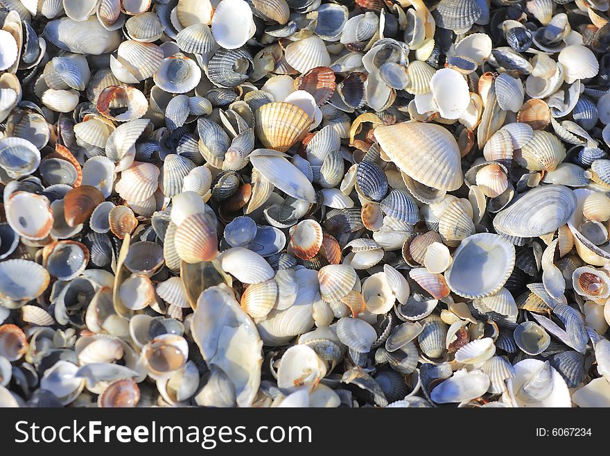 Colorful beach shell for background. Colorful beach shell for background