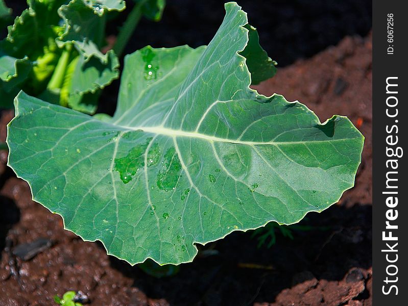 Cabbage in a kitchen garden