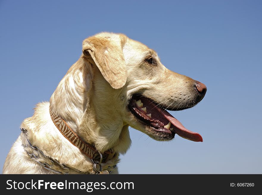 A female White Labrador dog looking attentively to the side against a blue sky