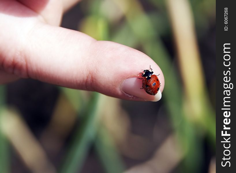 Ladybird on a finger of the girl